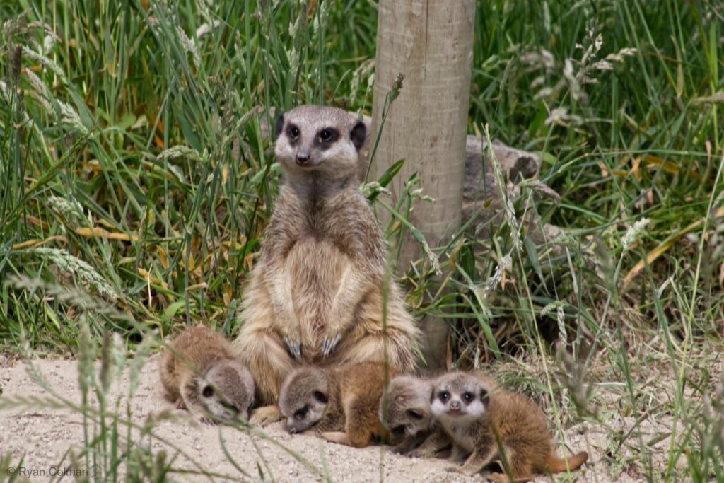 Double the Cuteness at Askham Bryan Wildlife and Conservation Park! Post image 2 Image name 506699101 1111806227648383 7903675761930641971 n the 2 image from the post Double the Cuteness at Askham Bryan Wildlife and Conservation Park! in Yorkshire.com.