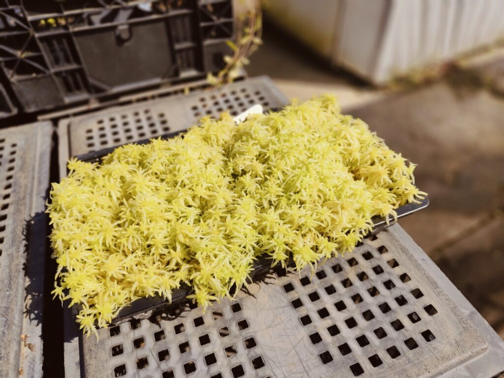 Image name One tray of sphagnum moss can save the National Trust up to 50 pounds the 1 image from the post National Trust to bring the moorland into Marsden with new education centre in 2025 in Yorkshire.com.