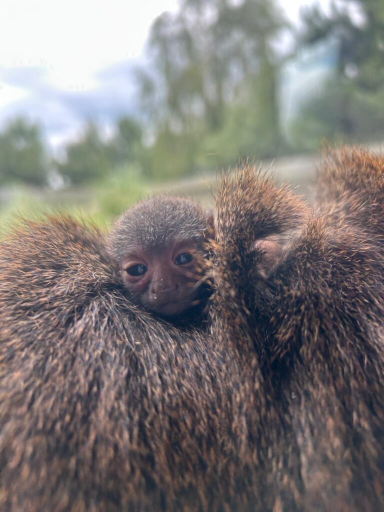 Image name WhatsApp Image 2025 06 16 at 09.40.46 1 the 1 image from the post Tiny New Arrival Delights Visitors at Yorkshire Wildlife Park in Yorkshire.com.