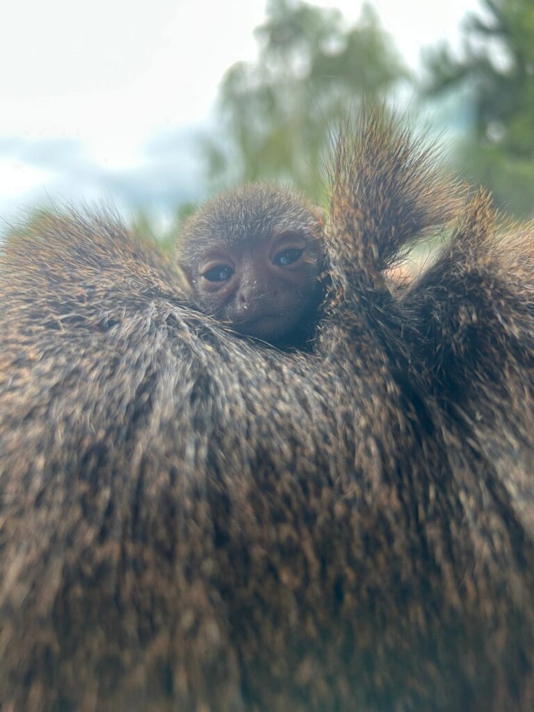 Image name WhatsApp Image 2025 06 16 at 09.40.46 the 2 image from the post Tiny New Arrival Delights Visitors at Yorkshire Wildlife Park in Yorkshire.com.