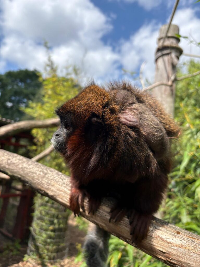 Image name WhatsApp Image 2025 06 24 at 09.38.26 1 the 3 image from the post Tiny New Arrival Delights Visitors at Yorkshire Wildlife Park in Yorkshire.com.