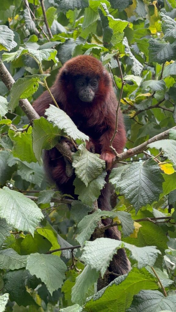 Image name WhatsApp Image 2025 06 24 at 09.38.26 2 the 4 image from the post Tiny New Arrival Delights Visitors at Yorkshire Wildlife Park in Yorkshire.com.