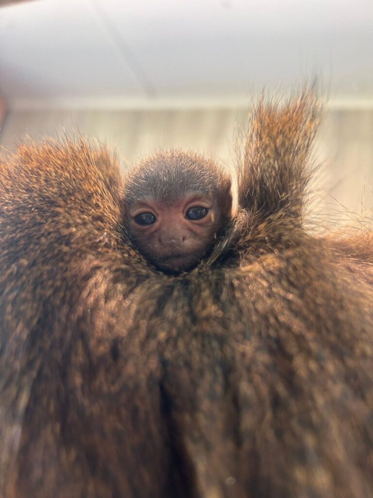 Image name WhatsApp Image 2025 06 24 at 09.38.26 the 5 image from the post Tiny New Arrival Delights Visitors at Yorkshire Wildlife Park in Yorkshire.com.