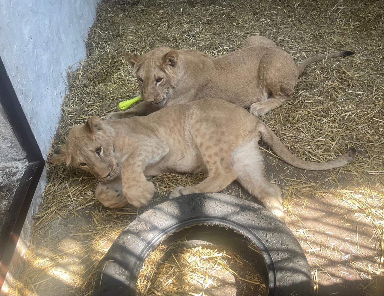 Image name WhatsApp Image 2025 06 30 at 09.16.14 1 the 27 image from the post Summer Saver at Award-Winning Yorkshire Wildlife Park in Yorkshire.com.