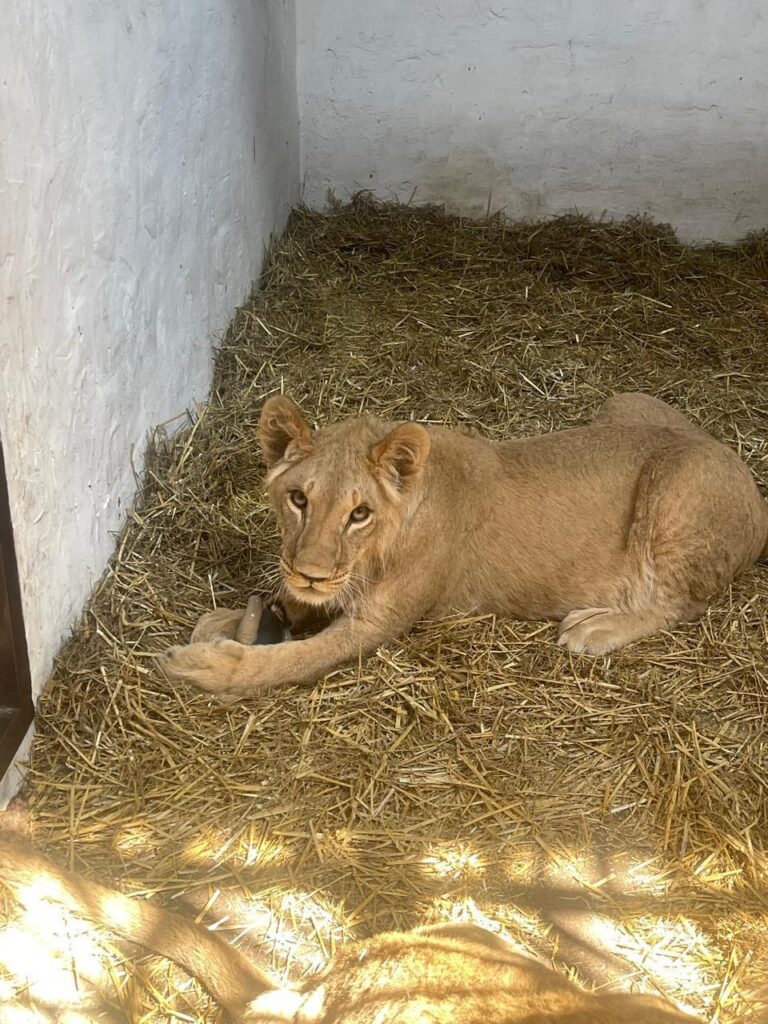 Summer Saver at Award-Winning Yorkshire Wildlife Park Post image 2 Image name WhatsApp Image 2025 06 30 at 09.16.15 1 the 2 image from the post Summer Saver at Award-Winning Yorkshire Wildlife Park in Yorkshire.com.