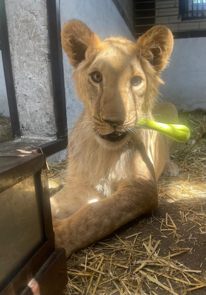 Summer Saver at Award-Winning Yorkshire Wildlife Park Post image 3 Image name WhatsApp Image 2025 06 30 at 09.16.16 1 the 3 image from the post Summer Saver at Award-Winning Yorkshire Wildlife Park in Yorkshire.com.