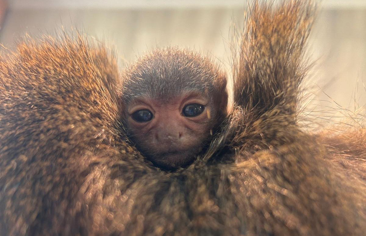 Image name titi monkey the 32 image from the post Tiny New Arrival Delights Visitors at Yorkshire Wildlife Park in Yorkshire.com.