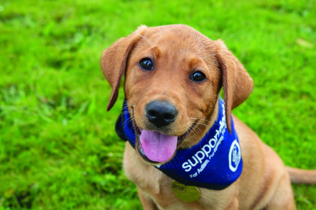 Peter Hook Heads to Sheffield for One-Night-Only Q&A in Support of Life-Changing Local Charity Post image 1 Image name Puppies the 1 image from the post Peter Hook Heads to Sheffield for One-Night-Only Q&A in Support of Life-Changing Local Charity in Yorkshire.com.
