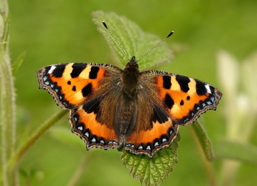 How Can I Help Save UK Butterflies? Your Guide To The Big Butterfly Count 2025 Post image 1 Big Butterfly Count