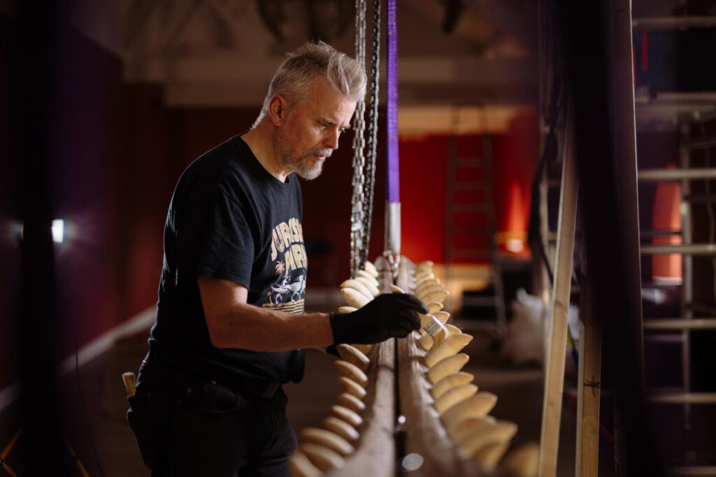 When Are The Whale Skeletons Returning to Hull Maritime Museum? Post image 1 whale skeletons