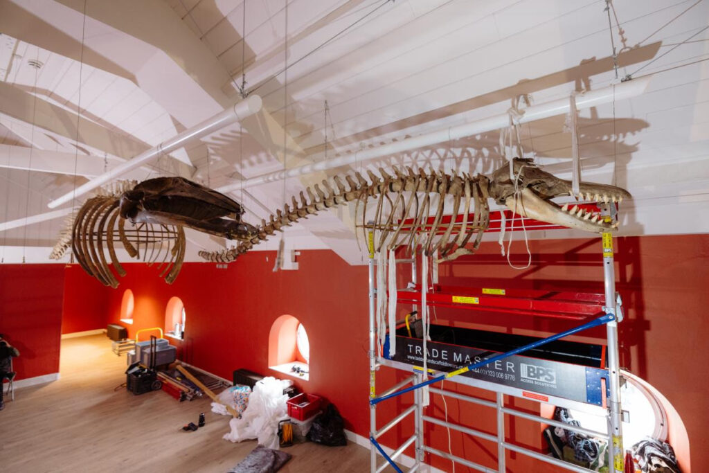 When Are The Whale Skeletons Returning to Hull Maritime Museum? Post image 2 Image name unnamed 32 the 1 image from the post When Are The Whale Skeletons Returning to Hull Maritime Museum? in Yorkshire.com.