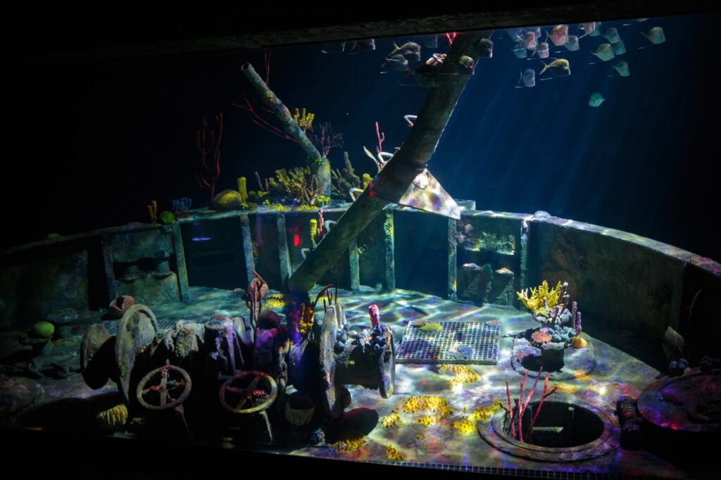 What Is The Wreck New Habitat at The Deep in Hull This Summer? Post image 1 Image name 2025 07 Wreck Lookdowns 4026 the 1 image from the post What Is The Wreck New Habitat at The Deep in Hull This Summer? in Yorkshire.com.