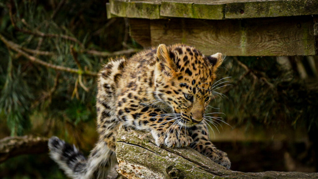What's New With the Amur Leopard Cubs at Yorkshire Wildlife Park? Post image 1 Image name C0998T01 the 1 image from the post What's New With the Amur Leopard Cubs at Yorkshire Wildlife Park? in Yorkshire.com.