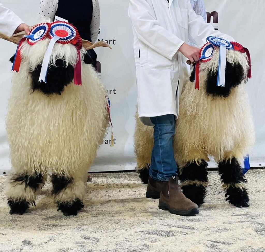 Where To See The Valais Blacknose Sheep Show And Sale In Yorkshire 2025 Post image 1 Image name Champions 2024 the 1 image from the post Where To See The Valais Blacknose Sheep Show And Sale In Yorkshire 2025 in Yorkshire.com.