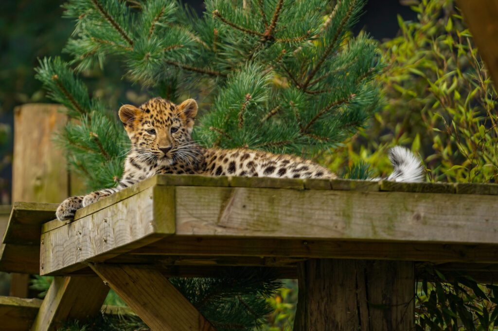 What's New With the Amur Leopard Cubs at Yorkshire Wildlife Park? Post image 2 Image name DSC00005 the 2 image from the post What's New With the Amur Leopard Cubs at Yorkshire Wildlife Park? in Yorkshire.com.