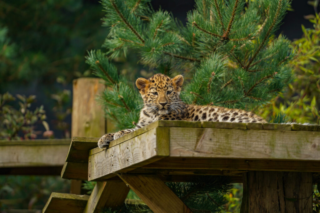 What's New With the Amur Leopard Cubs at Yorkshire Wildlife Park? Post image 3 Image name DSC00008 the 3 image from the post What's New With the Amur Leopard Cubs at Yorkshire Wildlife Park? in Yorkshire.com.