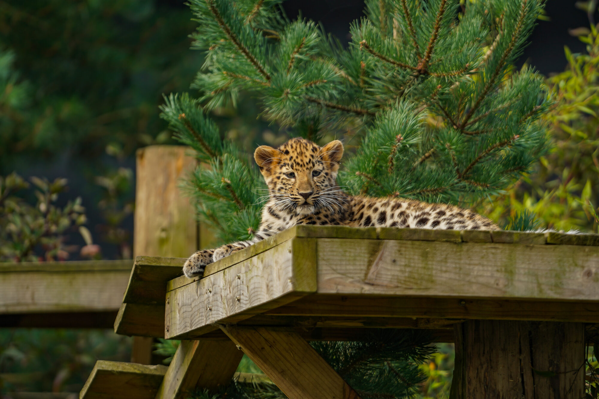 Image name DSC00008 the 5 image from the post What's New With the Amur Leopard Cubs at Yorkshire Wildlife Park? in Yorkshire.com.
