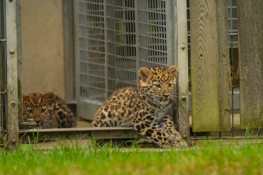 What's New With the Amur Leopard Cubs at Yorkshire Wildlife Park? Post image 4 Image name DSC01179 the 4 image from the post What's New With the Amur Leopard Cubs at Yorkshire Wildlife Park? in Yorkshire.com.