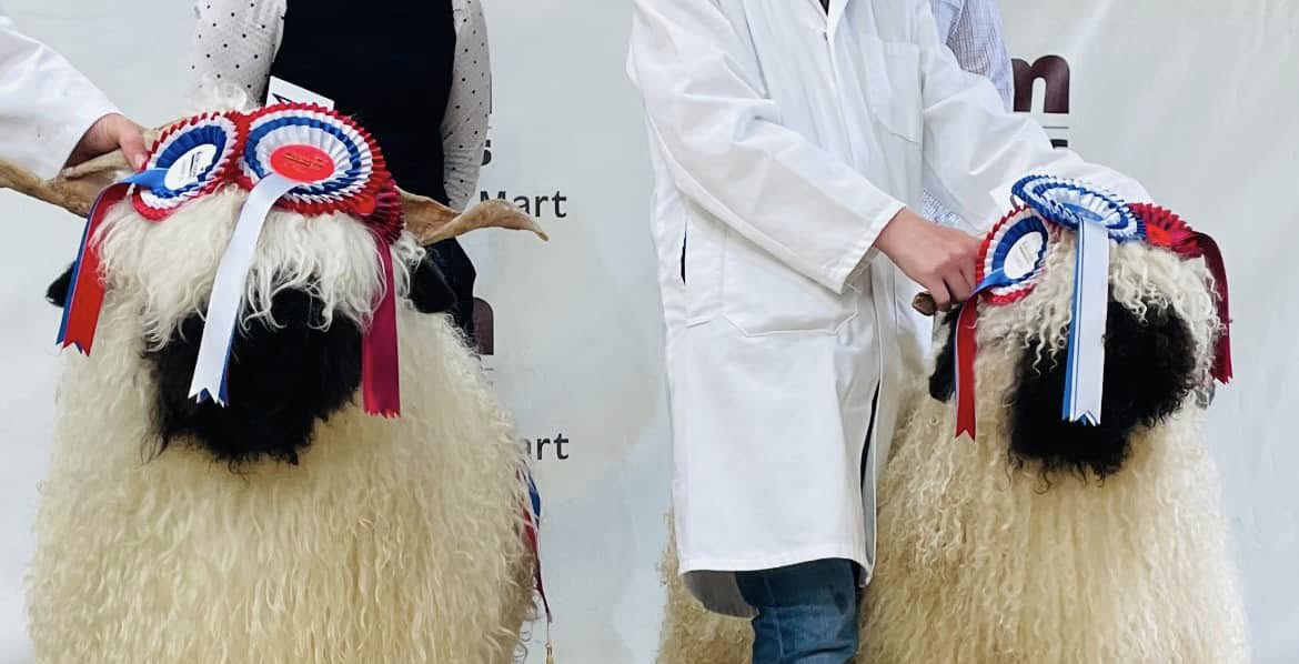 Image name valais blackface sheep the 3 image from the post Where To See The Valais Blacknose Sheep Show And Sale In Yorkshire 2025 in Yorkshire.com.