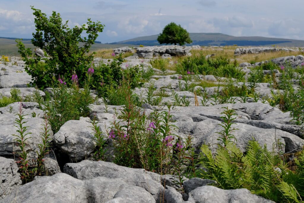 Why Is The Ingleborough National Nature Reserve Expansion In Yorkshire So Important For Wildlife? Post image 1 Image name 210803 Revegetated limestone pavement Ingleborough NNR credit Tony Gill 5 years the 1 image from the post Why Is The Ingleborough National Nature Reserve Expansion In Yorkshire So Important For Wildlife? in Yorkshire.com.