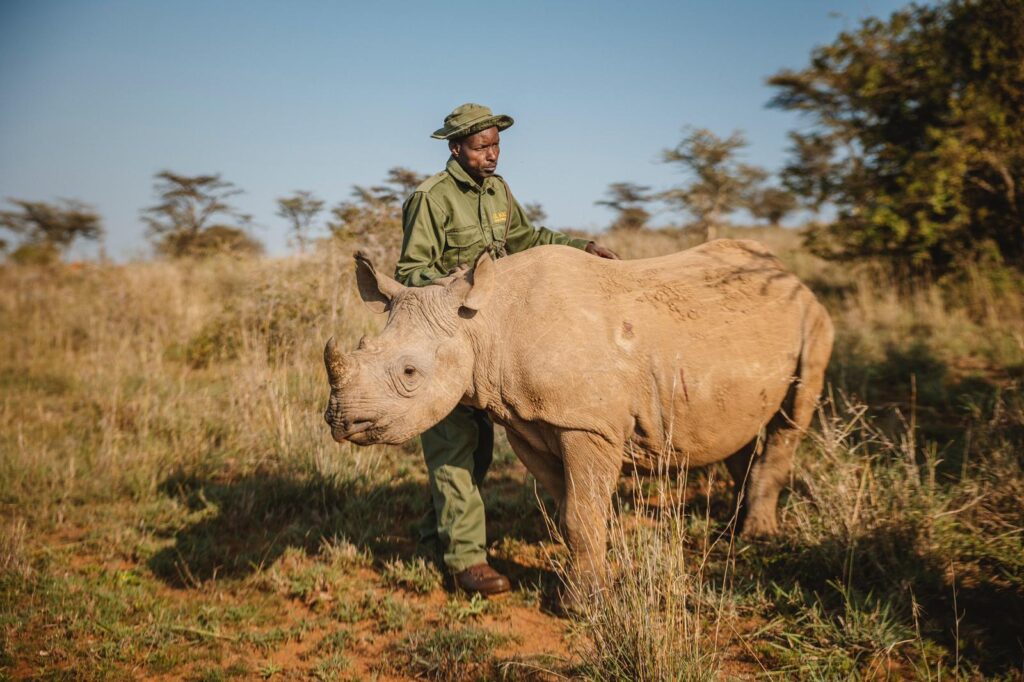 How Did Baby Black Rhino Rocco Help Raise £10,000 for Conservation at Yorkshire Wildlife Park? Post image 3 Image name Bella. Credit Cameron Wright 1 the 3 image from the post How Did Baby Black Rhino Rocco Help Raise £10,000 for Conservation at Yorkshire Wildlife Park? in Yorkshire.com.