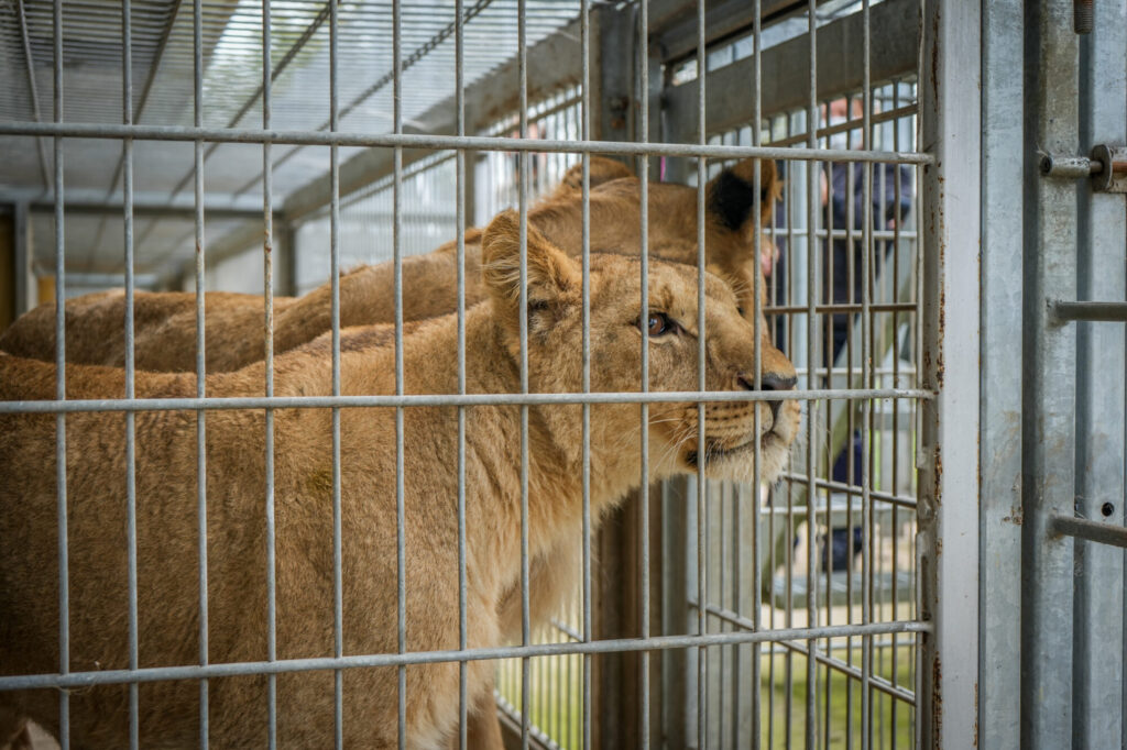 Image name Lion Rescue 3 02 the 1 image from the post How Three Lions Rescued From War in Ukraine Found a New Home at Yorkshire Wildlife Park in Yorkshire.com.
