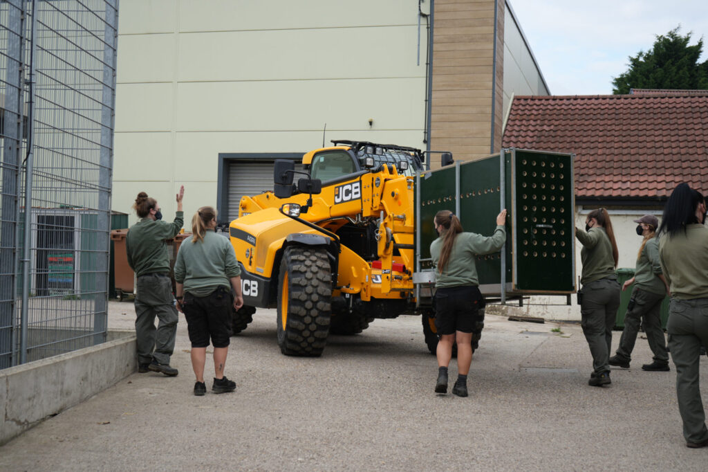 Image name Lion Rescue 3 11 the 2 image from the post How Three Lions Rescued From War in Ukraine Found a New Home at Yorkshire Wildlife Park in Yorkshire.com.