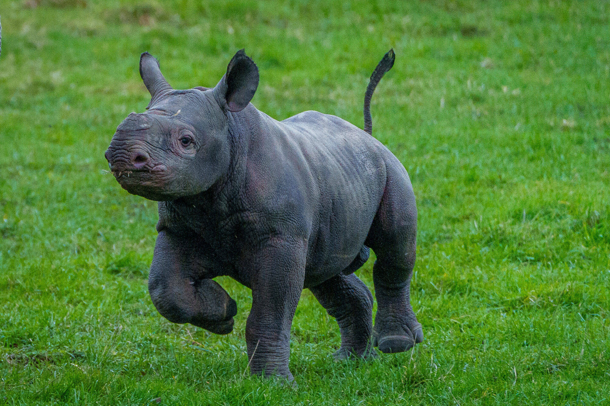 Image name Yorkshire Wildlife Park Rhino 004 the 1 image from the post How Did Baby Black Rhino Rocco Help Raise £10,000 for Conservation at Yorkshire Wildlife Park? in Yorkshire.com.