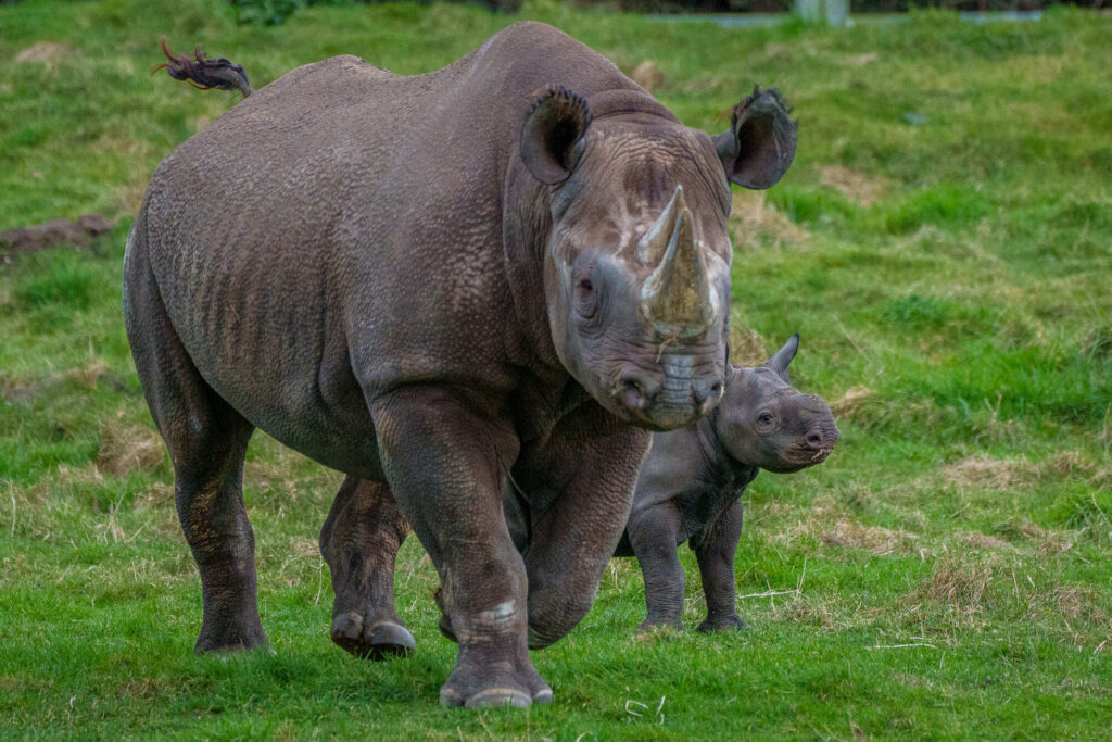 How Did Baby Black Rhino Rocco Help Raise £10,000 for Conservation at Yorkshire Wildlife Park? Post image 2 Image name Yorkshire Wildlife Park Rhino 012 the 2 image from the post How Did Baby Black Rhino Rocco Help Raise £10,000 for Conservation at Yorkshire Wildlife Park? in Yorkshire.com.