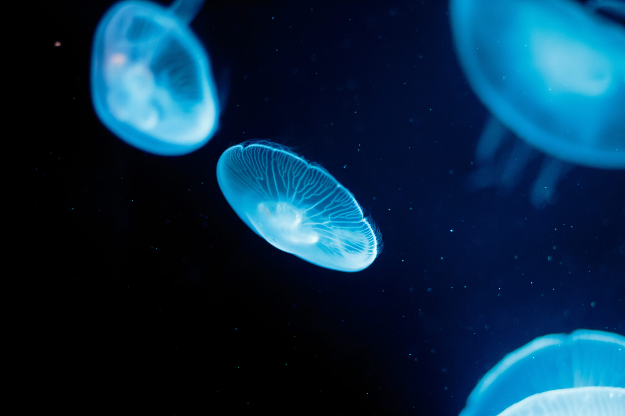 Image name 2023 08 Moon Jellyfish 1183 the 16 image from the post What Is The Jellyfish Event At The Deep Hull This Half-Term October in Yorkshire.com.