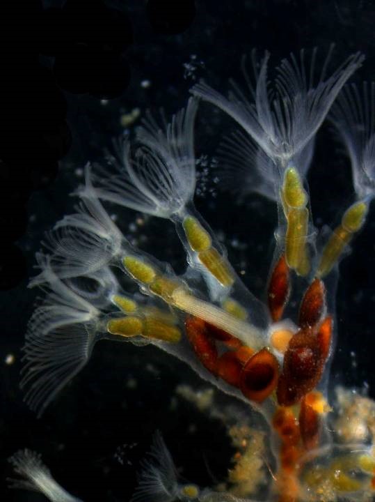 Image name Crystal Moss animal credits to Dr Hanna Hartikainen of Nottingham Uni the 3 image from the post The Deep Shortlisted for The Great British Wildlife Restoration Award in Yorkshire.com.