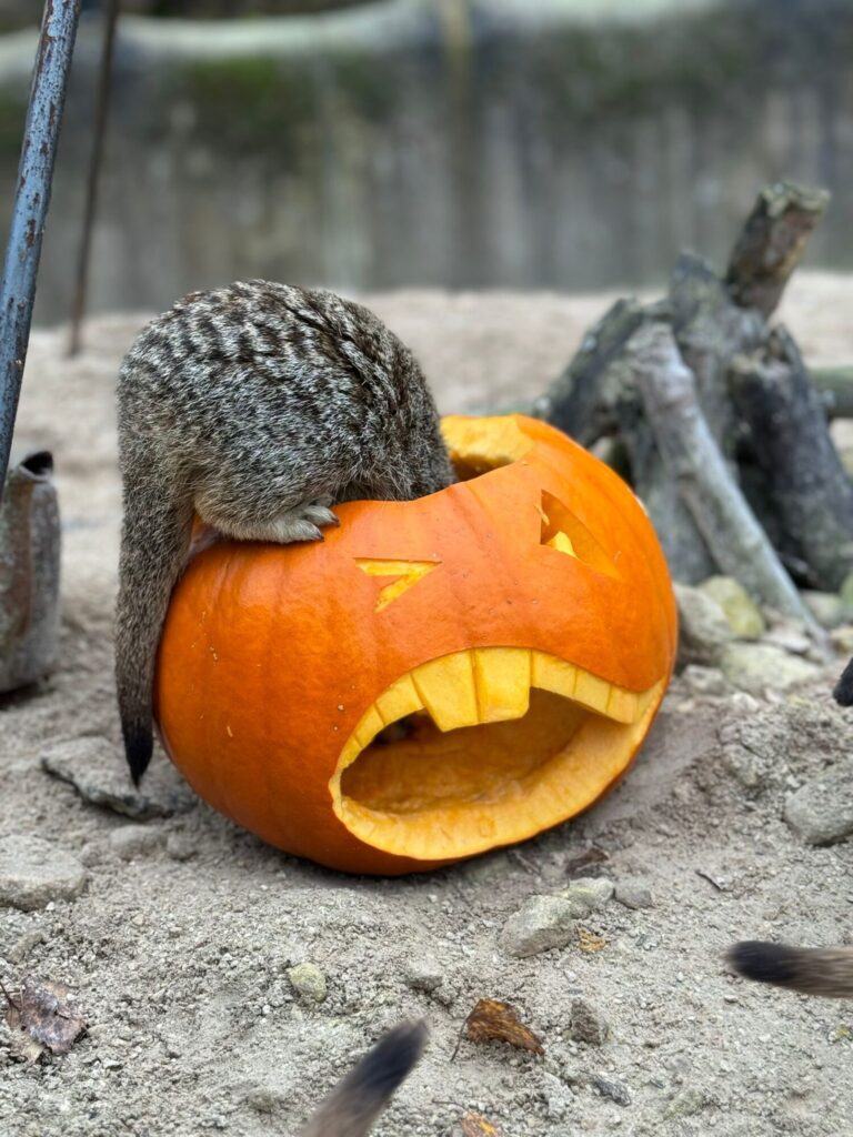What Is The Witches and Wizards Trail at Tropical Butterfly House Sheffield This Halloween 2025 Post image 1 Image name Get stuck into Halloween at the Tropical Butterfly House the 1 image from the post What Is The Witches and Wizards Trail at Tropical Butterfly House Sheffield This Halloween 2025 in Yorkshire.com.