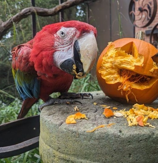What Is The Witches and Wizards Trail at Tropical Butterfly House Sheffield This Halloween 2025 Post image 2 Image name Halloween at the Tropical Butterfly House the 2 image from the post What Is The Witches and Wizards Trail at Tropical Butterfly House Sheffield This Halloween 2025 in Yorkshire.com.