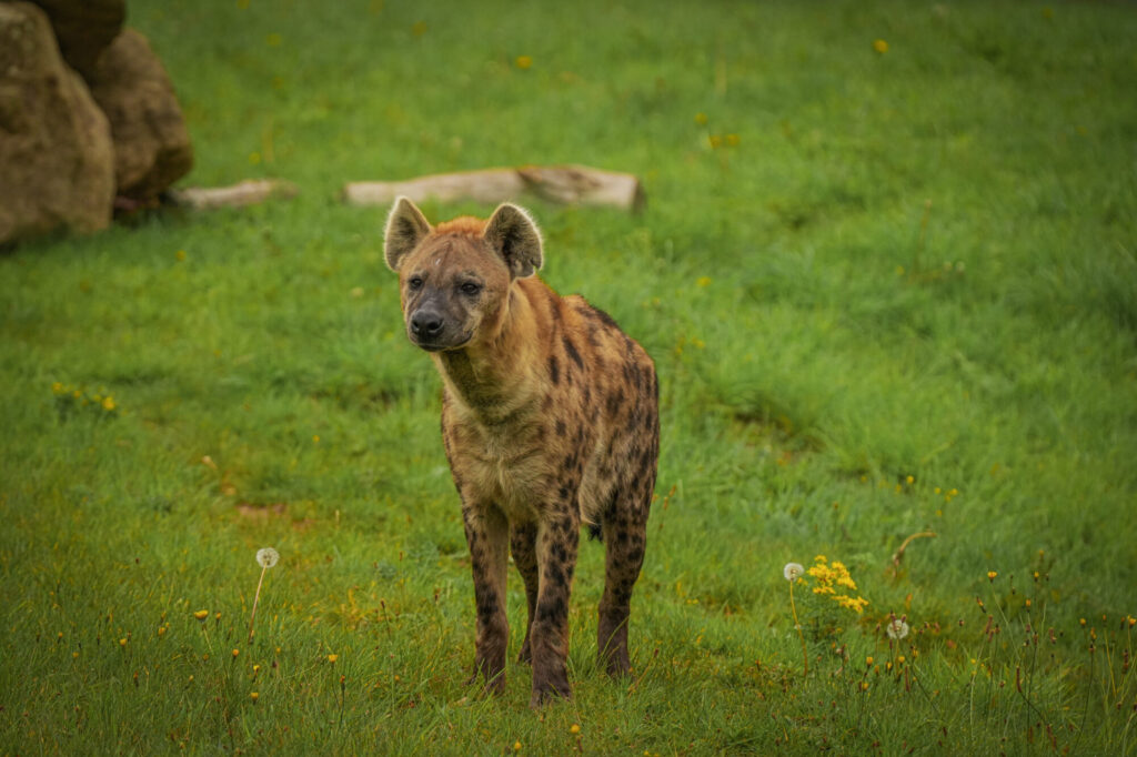 Who is The New Hyena Noubia at Yorkshire Wildlife Park? Post image 1 Image name Noubia 09 the 1 image from the post Who is The New Hyena Noubia at Yorkshire Wildlife Park? in Yorkshire.com.