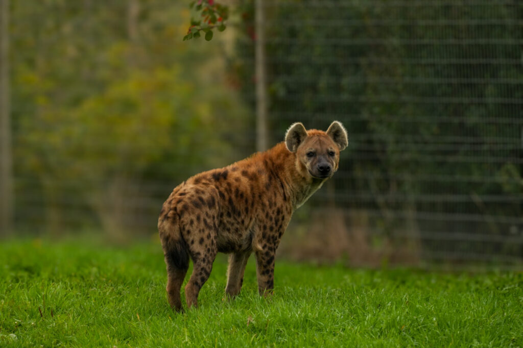 Who is The New Hyena Noubia at Yorkshire Wildlife Park? Post image 44 Image name Noubia 1 the 44 image from the post Who is The New Hyena Noubia at Yorkshire Wildlife Park? in Yorkshire.com.