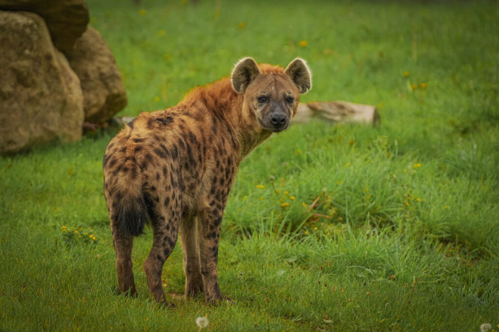 Who is The New Hyena Noubia at Yorkshire Wildlife Park? Post image 2 Image name Noubia 10 the 2 image from the post Who is The New Hyena Noubia at Yorkshire Wildlife Park? in Yorkshire.com.