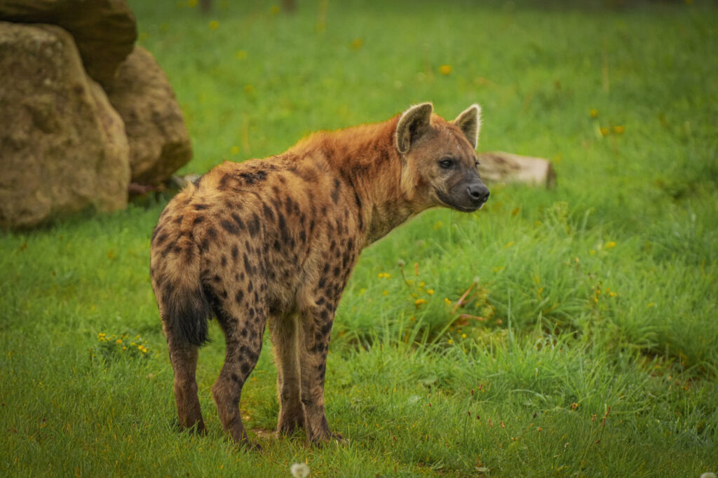 Who is The New Hyena Noubia at Yorkshire Wildlife Park? Post image 3 Image name Noubia 11 the 3 image from the post Who is The New Hyena Noubia at Yorkshire Wildlife Park? in Yorkshire.com.