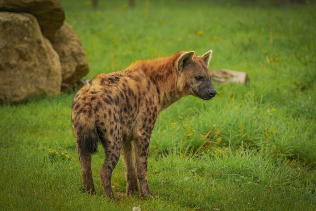 Who is The New Hyena Noubia at Yorkshire Wildlife Park? Post image 4 Image name Noubia 12 the 4 image from the post Who is The New Hyena Noubia at Yorkshire Wildlife Park? in Yorkshire.com.