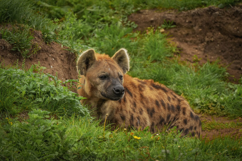 Who is The New Hyena Noubia at Yorkshire Wildlife Park? Post image 5 Image name Noubia 13 the 5 image from the post Who is The New Hyena Noubia at Yorkshire Wildlife Park? in Yorkshire.com.