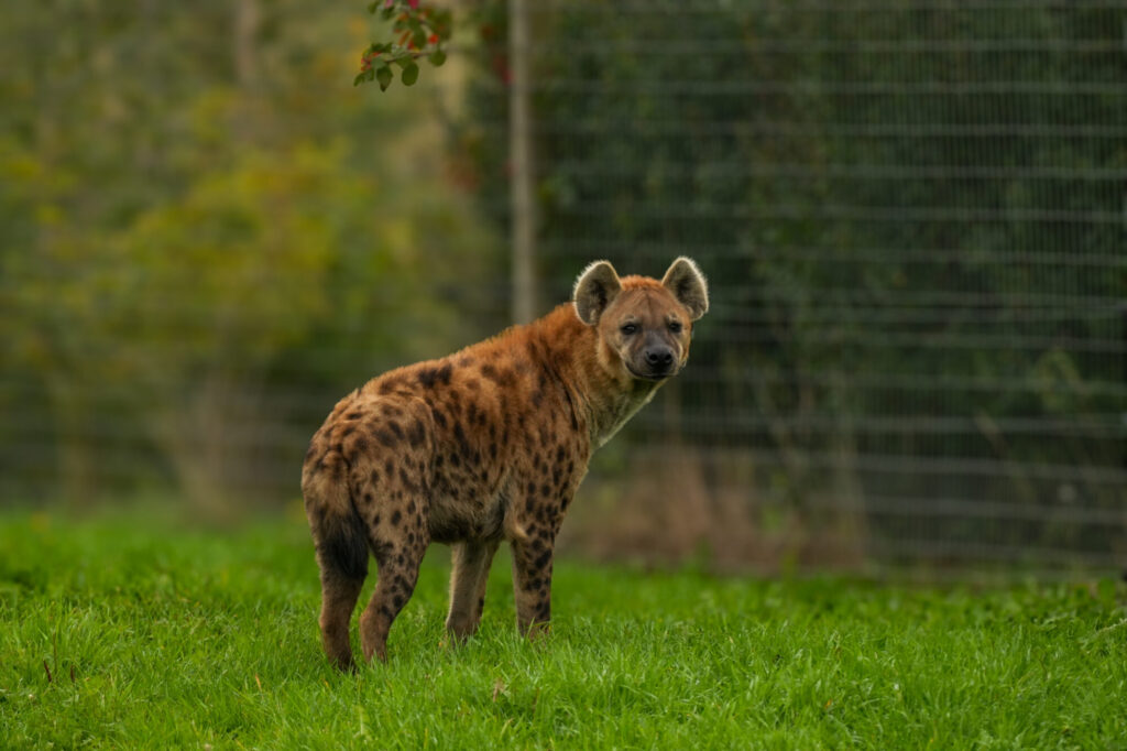 Who is The New Hyena Noubia at Yorkshire Wildlife Park? Post image 45 Image name Noubia 2 the 45 image from the post Who is The New Hyena Noubia at Yorkshire Wildlife Park? in Yorkshire.com.