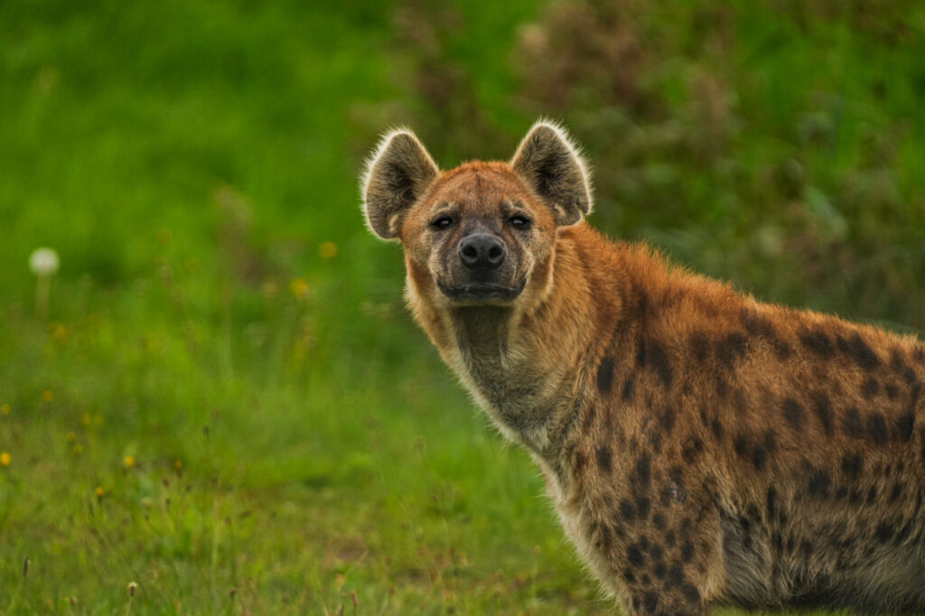 Who is The New Hyena Noubia at Yorkshire Wildlife Park? Post image 46 Image name Noubia 3 the 46 image from the post Who is The New Hyena Noubia at Yorkshire Wildlife Park? in Yorkshire.com.