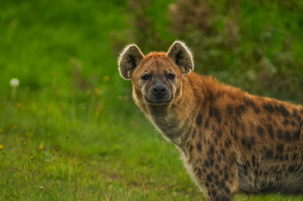 Who is The New Hyena Noubia at Yorkshire Wildlife Park? Post image 47 Image name Noubia 4 the 47 image from the post Who is The New Hyena Noubia at Yorkshire Wildlife Park? in Yorkshire.com.