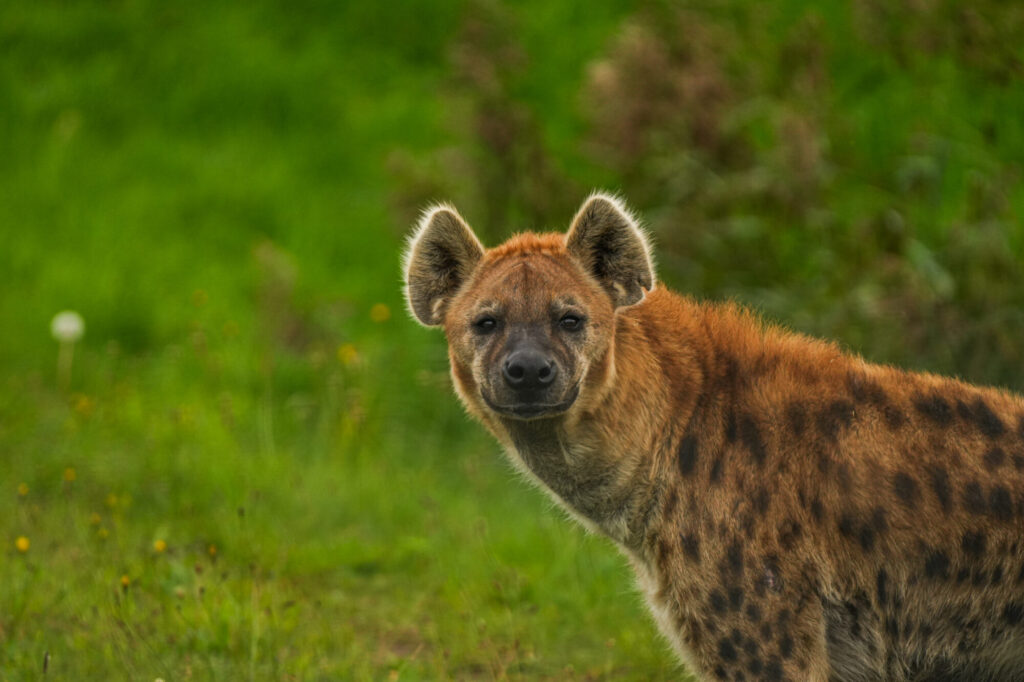 Who is The New Hyena Noubia at Yorkshire Wildlife Park? Post image 48 Image name Noubia 5 the 48 image from the post Who is The New Hyena Noubia at Yorkshire Wildlife Park? in Yorkshire.com.
