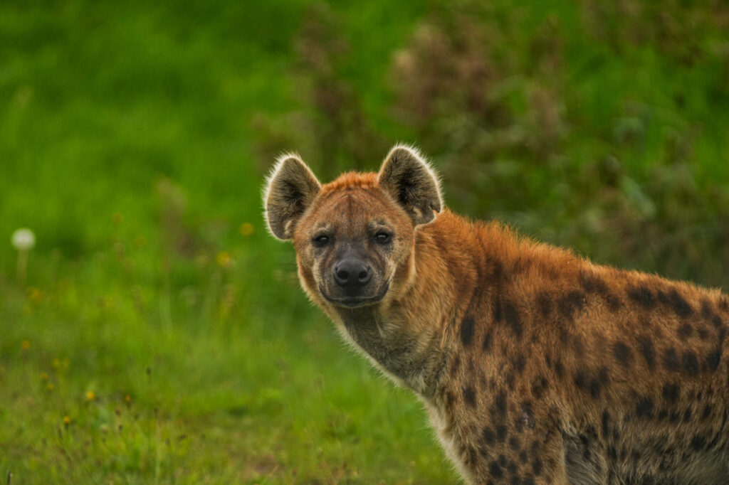 Who is The New Hyena Noubia at Yorkshire Wildlife Park? Post image 49 Image name Noubia 6 the 49 image from the post Who is The New Hyena Noubia at Yorkshire Wildlife Park? in Yorkshire.com.