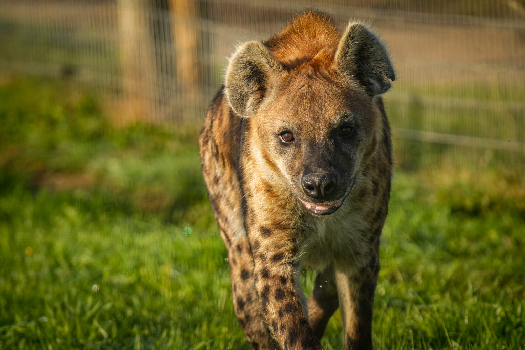 Image name Noubia 7 the 17 image from the post Who is The New Hyena Noubia at Yorkshire Wildlife Park? in Yorkshire.com.