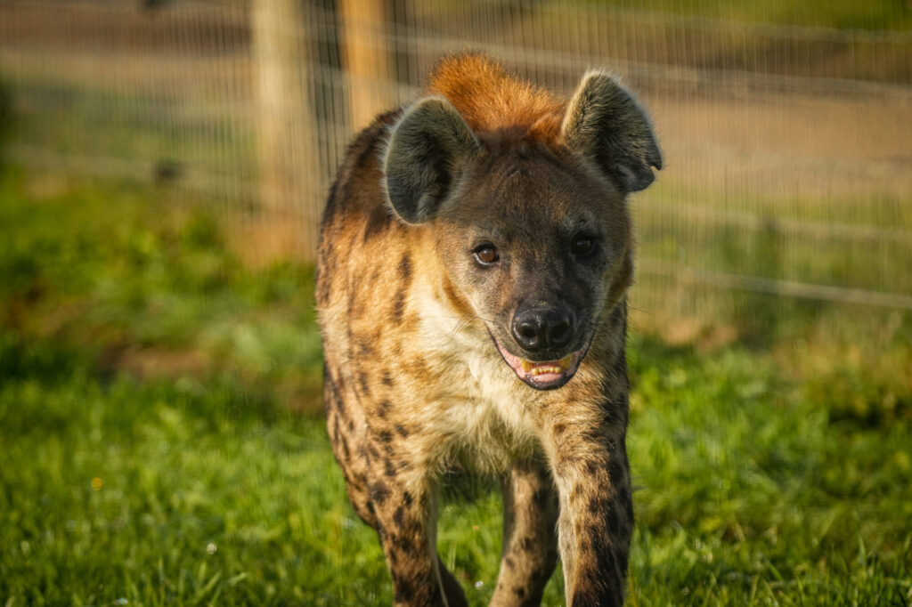 Who is The New Hyena Noubia at Yorkshire Wildlife Park? Post image 51 Image name Noubia 8 the 51 image from the post Who is The New Hyena Noubia at Yorkshire Wildlife Park? in Yorkshire.com.