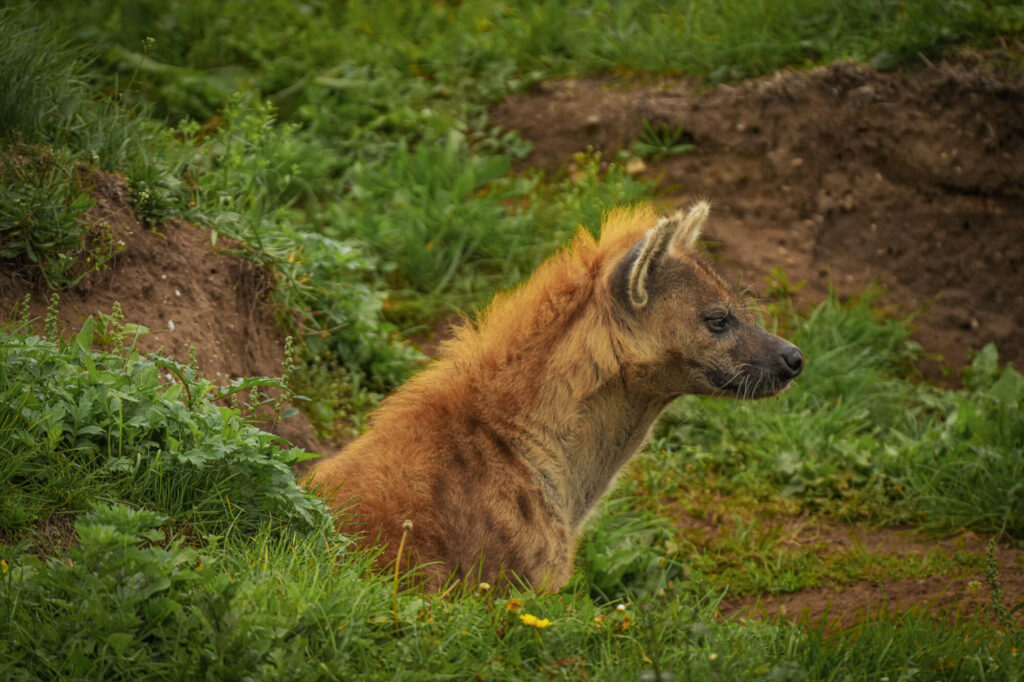Who is The New Hyena Noubia at Yorkshire Wildlife Park? Post image 24 Image name Speedy 01 the 24 image from the post Who is The New Hyena Noubia at Yorkshire Wildlife Park? in Yorkshire.com.