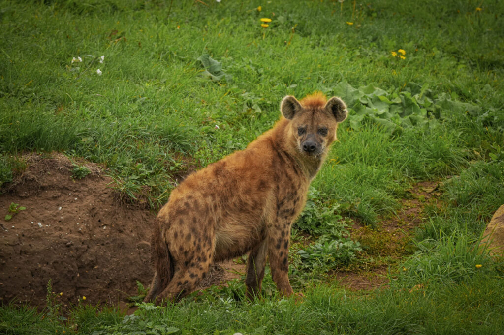 Who is The New Hyena Noubia at Yorkshire Wildlife Park? Post image 25 Image name Speedy 02 the 25 image from the post Who is The New Hyena Noubia at Yorkshire Wildlife Park? in Yorkshire.com.