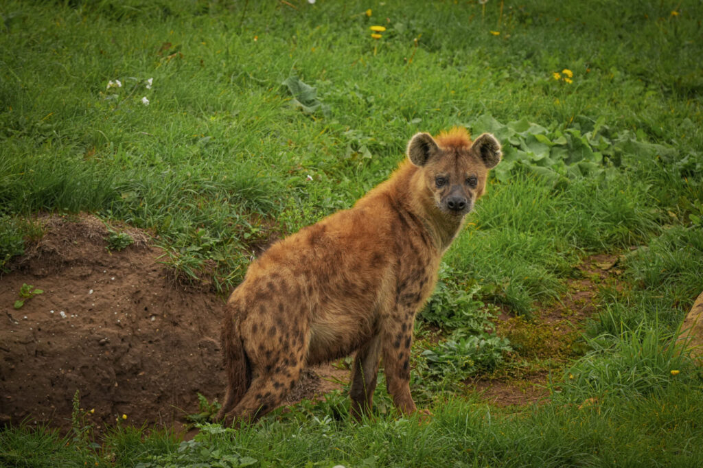 Who is The New Hyena Noubia at Yorkshire Wildlife Park? Post image 26 Image name Speedy 03 the 26 image from the post Who is The New Hyena Noubia at Yorkshire Wildlife Park? in Yorkshire.com.