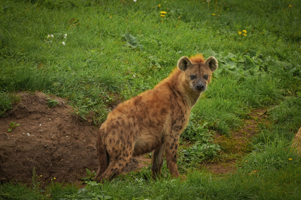 Who is The New Hyena Noubia at Yorkshire Wildlife Park? Post image 27 Image name Speedy 04 the 27 image from the post Who is The New Hyena Noubia at Yorkshire Wildlife Park? in Yorkshire.com.